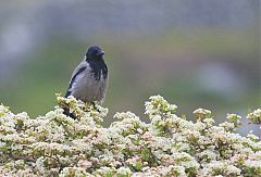 Hooded Crow